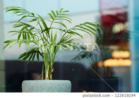 Indoor green plant Chamaedorea, palm family in a flower pot near the window 122619294