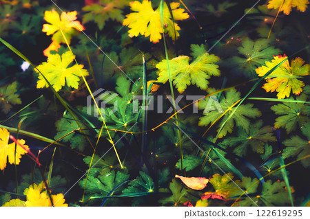 A soft blurred carpet of green yellow Geranium sylvaticum A soft blurred carpet of green yellow Geranium sylvaticum 122619295