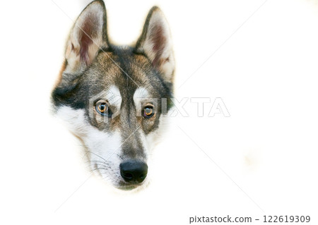 Security and safety.Domestic dog's head west siberian laika on white 122619309