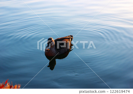 A water bird swimming in a pond of autumn leaves 122619474
