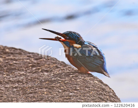 獵物得到了 122620416