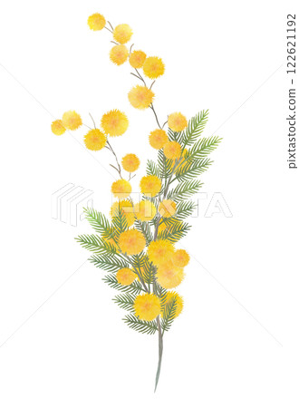 含羞草花水彩 122621192