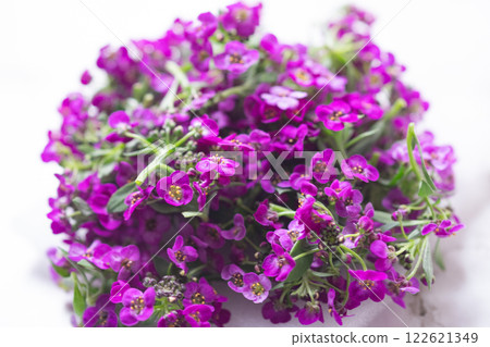 可食用花卉圖片(庫存照片) 可食用花卉圖片(庫存照片) 122621349