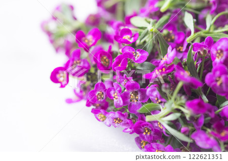 Image of edible flowers (stock photo) Image of edible flowers (stock photo) 122621351