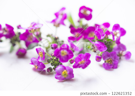 可食用花卉圖片（庫存照片） 122621352