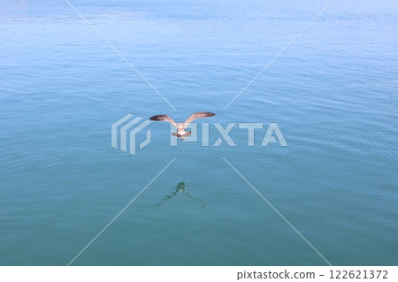 海洋和水禽 海洋和水禽 122621372