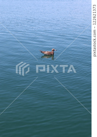 海洋和水禽 海洋和水禽 122621373