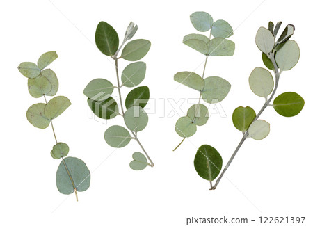 Pressed dry eucalyptus leaves on white background. For use in floral arrangements, herbariums, scrapbooking. Pressed dry eucalyptus leaves on white background. For use in floral arrangements, herbariums, scrapbooking. 122621397