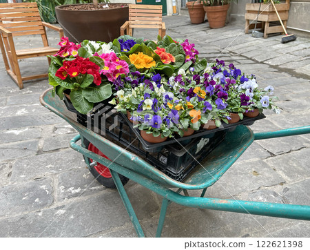 Garden wheelbarrow with flowers in center of historic old square of Genoa. Stone street and folding wooden furniture. Nature and architecture of Italy.  122621398