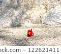 山茶花掉在路上 122621411