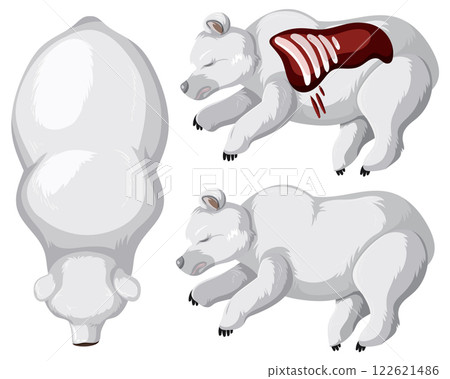 Polar Bear Anatomy Illustration 122621486