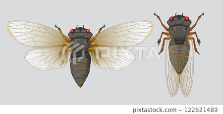 Detailed Cicada Vector Illustration 122621489
