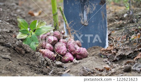 Freshly harvested sunchokes or Jerusalem artichokes in garden soil next to shovel with autumn leaves Freshly harvested sunchokes or Jerusalem artichokes in garden soil next to shovel with autumn leaves 122621623