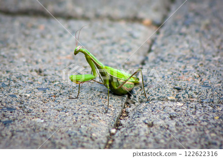 European mantis on the sidewalk European mantis on the sidewalk 122622316