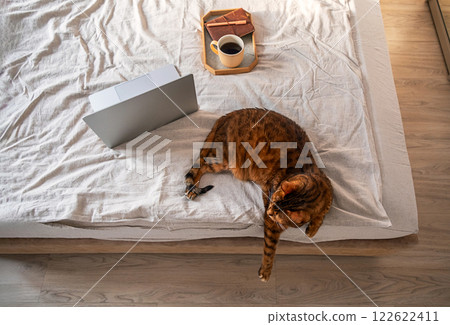Cozy work at home companion. Cat lounges beside laptop and coffee cup on bed. 122622411