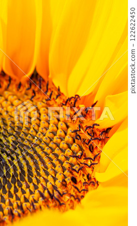 Close-up images of sunflowers reveal intricate spiral seed patterns, complemented by vibrant yellow petals that enhance the visual appeal. 122622450