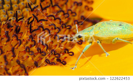 macro photograph captures a shimmering green beetle exploring the vibrant sunflower's center, interacting with its intricate floral structures. 122622453