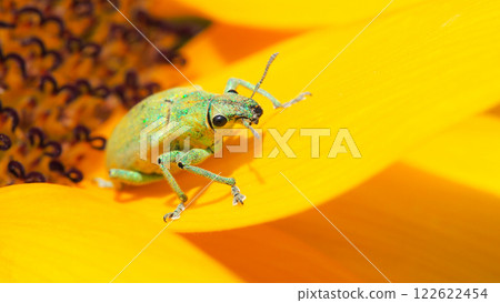 Macro photographs of a shimmering green beetle perched on vibrant yellow sunflower petals, showcasing its intricate patterns and harmonious colors with nature's beauty. Macro photographs of a shimmering green beetle perched on vibrant yellow sunflower petals, showcasing its intricate patterns and harmonious colors with nature's beauty. 122622454