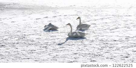 冰上天鵝 大天鵝 冰上天鵝 大天鵝 122622525