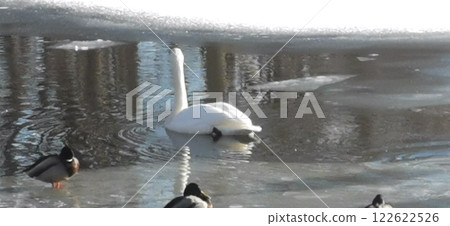 冰上天鵝 大天鵝 冰上天鵝 大天鵝 122622526