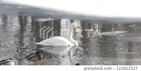 冰上天鵝 大天鵝 122622527