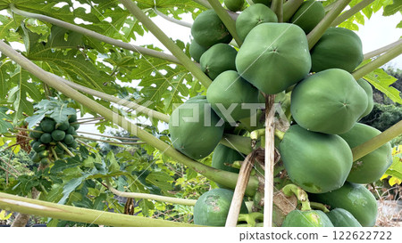 Papaya tree full of fruit Green papaya Papaya tree full of fruit Green papaya 122622722