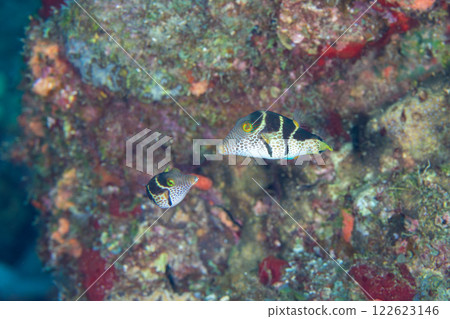 Spawning behavior of the striped angelfish, Ogasawara 122623146