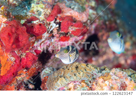 Spawning behavior of the striped angelfish, Ogasawara 122623147
