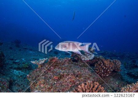 Ciguatera poisonous fish: Rose grouper, Ogasawara 122623167
