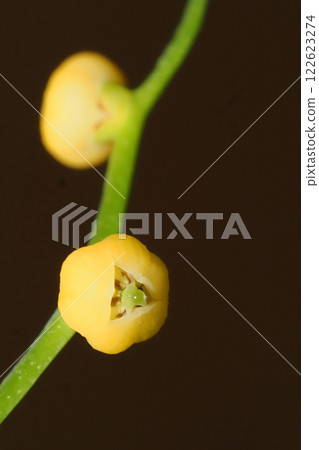 表棕櫚花 122623274