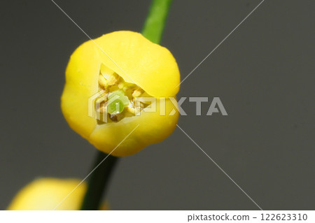 Table palm flower Table palm flower 122623310
