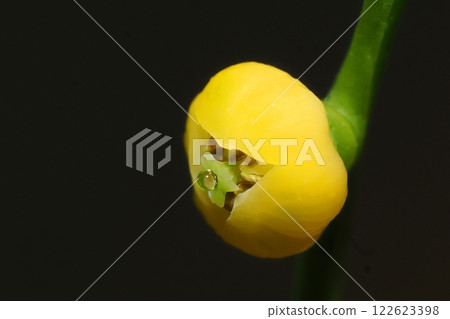 表棕櫚花 122623398