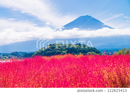 [Yamanashi Prefecture] Kochia and Mt. Fuji glowing red in the morning light 122623413