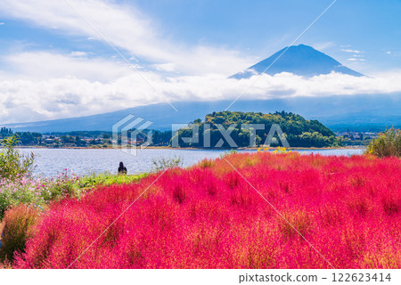 [Yamanashi Prefecture] Kochia and Mt. Fuji glowing red in the morning light 122623414