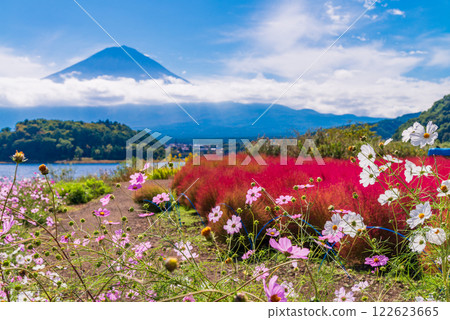[Yamanashi Prefecture] Mt. Fuji as seen from Oishi Park with its beautiful cosmos and kochia 122623665