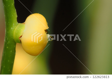 表棕櫚花 表棕櫚花 122623813