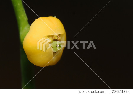 表棕櫚花 表棕櫚花 122623834