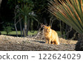 Majestic Ginger Cat in a Tropical Setting 122624029