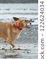 Catch Me If You Can: Dog in Mid-Run 122624034
