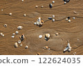 Seashore Treasures: Shells and Sand Patterns 122624035