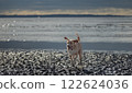 Joyful Run: Dog Frolicking in the Water 122624036
