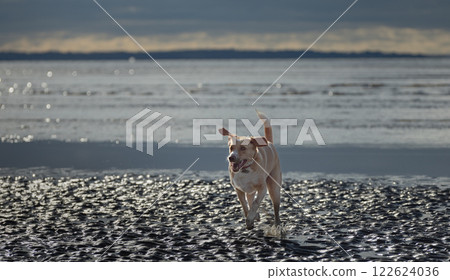 Joyful Run: Dog Frolicking in the Water Joyful Run: Dog Frolicking in the Water 122624036