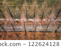 Aerial view of defoliated metasequoia trees 122624128