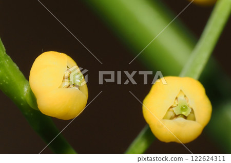 Table palm flower Table palm flower 122624311