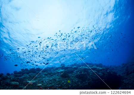 School of yellow damselfish Ogasawara School of yellow damselfish Ogasawara 122624694