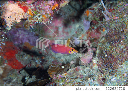 橫條紋蠕蟲 122624728