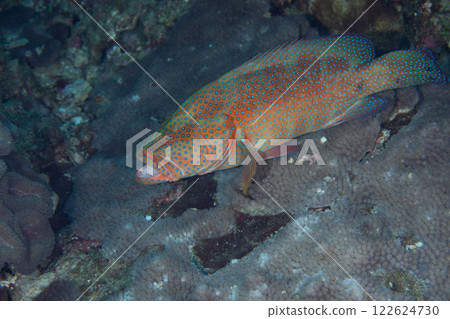 Yukatahata Ogasawara Yukatahata Ogasawara 122624730