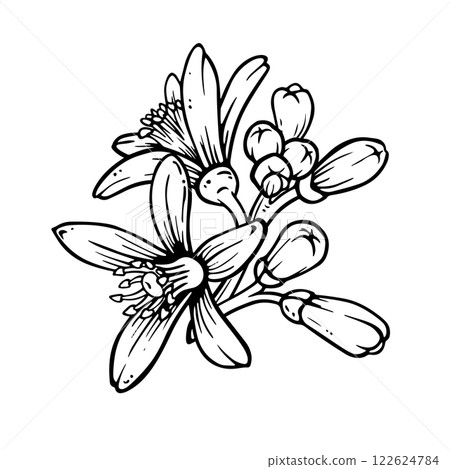 Lemon or mandarin blooming. Black and white simple composition of citrus flowers with buds. Hand drawn Ink sketch in engraving style for spring tableware and textile designs or weeding printing Lemon or mandarin blooming. Black and white simple composition of citrus flowers with buds. Hand drawn Ink sketch in engraving style for spring tableware and textile designs or weeding printing 122624784
