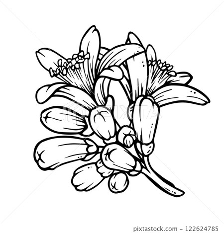Outline buds and flowers of citrus tree. Lemon or mandarin blooming Ink sketch. Black and white spring composition. Hand drawn inflorescence in engraving style for weeding printing or crockery design Outline buds and flowers of citrus tree. Lemon or mandarin blooming Ink sketch. Black and white spring composition. Hand drawn inflorescence in engraving style for weeding printing or crockery design 122624785