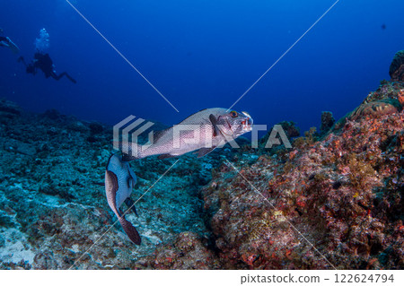 亞洲石斑魚正被一條清潔瀨魚清潔 亞洲石斑魚正被一條清潔瀨魚清潔 122624794